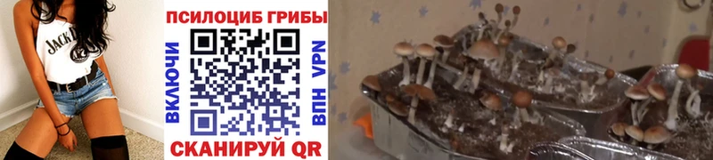 Галлюциногенные грибы прущие грибы  Каневская 